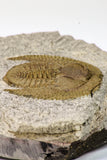 09140 - Top Beautiful 1.38 Inch Nankinolithus sp Lower Ordovician Trilobite