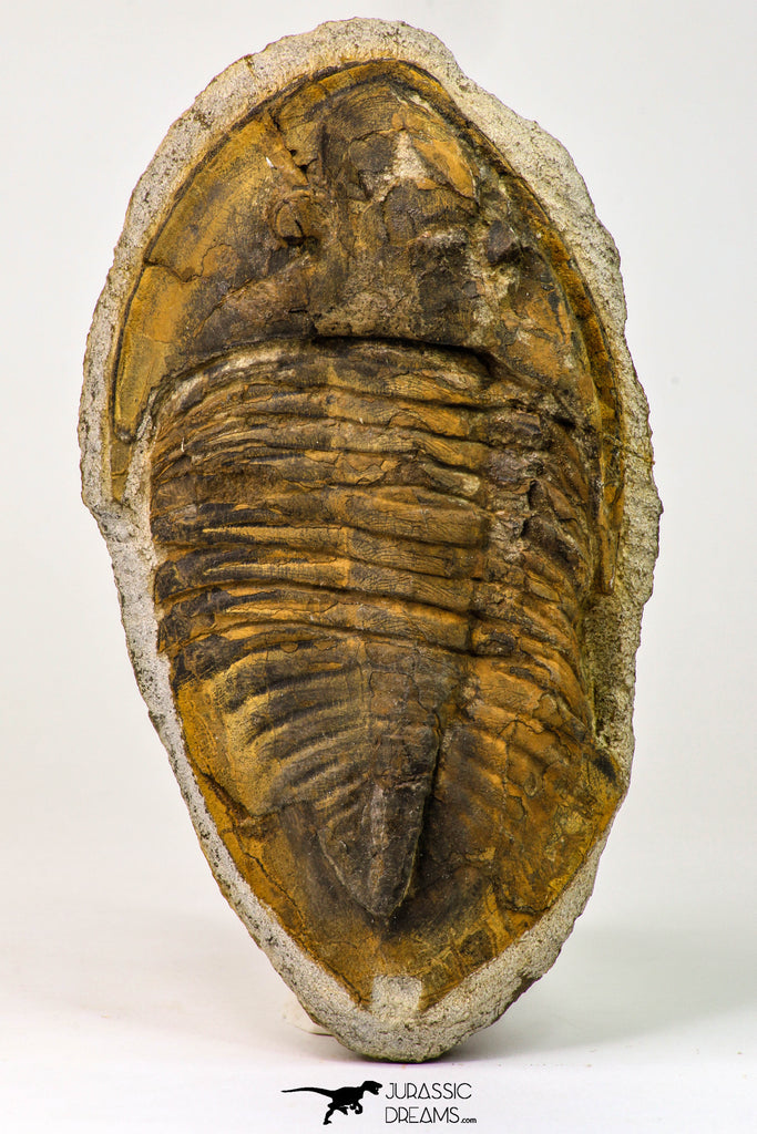 09141 - Orange 4.83 Inch Unidentified Asaphid Ordovician Trilobite - Taouz Outcrops