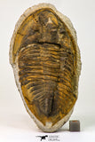 09141 - Orange 4.83 Inch Unidentified Asaphid Ordovician Trilobite - Taouz Outcrops