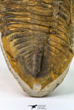 09141 - Orange 4.83 Inch Unidentified Asaphid Ordovician Trilobite - Taouz Outcrops