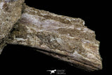 20962 - Top Beautiful 8.86 Inch Platecarpus ptychodon (Mosasaur) Partial Right Hemi-Maxilla Cretaceous