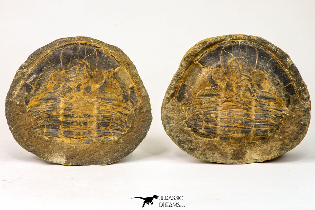 09142 - Top Beautiful 3.44 Inch Positive/Negative Unidentified Asaphid Ordovician Trilobite - Taouz Outcrops