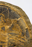 09142 - Top Beautiful 3.44 Inch Positive/Negative Unidentified Asaphid Ordovician Trilobite - Taouz Outcrops