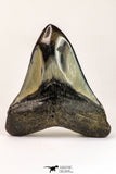 09143 - Finest Quality 3.57 Inch Huge Megalodon Shark Tooth Miocene - USA