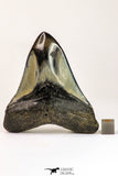09143 - Finest Quality 3.57 Inch Huge Megalodon Shark Tooth Miocene - USA