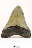 09143 - Finest Quality 3.57 Inch Huge Megalodon Shark Tooth Miocene - USA