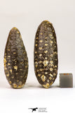 09145 - Beautiful Collection of 2 Fossilized Silicified Pine Cones Equicalastrobus Eocene - Sahara Desert