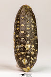 09145 - Beautiful Collection of 2 Fossilized Silicified Pine Cones Equicalastrobus Eocene - Sahara Desert