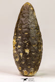 09145 - Beautiful Collection of 2 Fossilized Silicified Pine Cones Equicalastrobus Eocene - Sahara Desert
