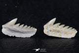 06401 - Great Collection of 3 Hexanchus microdon Shark Teeth Paleocene