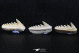 06401 - Great Collection of 3 Hexanchus microdon Shark Teeth Paleocene