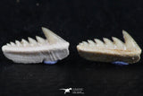 06401 - Great Collection of 3 Hexanchus microdon Shark Teeth Paleocene