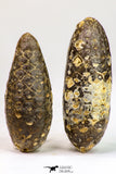 09145 - Beautiful Collection of 2 Fossilized Silicified Pine Cones Equicalastrobus Eocene - Sahara Desert