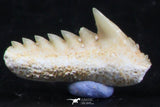 06401 - Great Collection of 3 Hexanchus microdon Shark Teeth Paleocene
