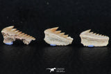 06402 - Great Collection of 3 Hexanchus microdon Shark Teeth Paleocene
