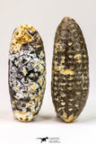 09146 - Great Collection of 2 Fossilized Silicified Pine Cones Equicalastrobus Eocene - Sahara Desert