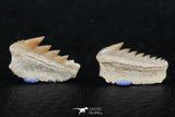 06402 - Great Collection of 3 Hexanchus microdon Shark Teeth Paleocene