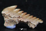 06402 - Great Collection of 3 Hexanchus microdon Shark Teeth Paleocene