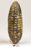09146 - Great Collection of 2 Fossilized Silicified Pine Cones Equicalastrobus Eocene - Sahara Desert