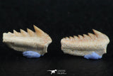 06402 - Great Collection of 3 Hexanchus microdon Shark Teeth Paleocene