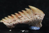 06402 - Great Collection of 3 Hexanchus microdon Shark Teeth Paleocene