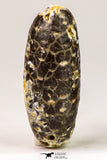 09146 - Great Collection of 2 Fossilized Silicified Pine Cones Equicalastrobus Eocene - Sahara Desert