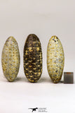 09148 - Beautiful Collection of 3 Fossilized Silicified Pine Cones Equicalastrobus Eocene Sahara Desert