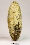 09148 - Beautiful Collection of 3 Fossilized Silicified Pine Cones Equicalastrobus Eocene Sahara Desert