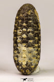 09148 - Beautiful Collection of 3 Fossilized Silicified Pine Cones Equicalastrobus Eocene Sahara Desert