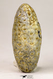 09148 - Beautiful Collection of 3 Fossilized Silicified Pine Cones Equicalastrobus Eocene Sahara Desert