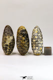 09150 - Great Collection of 3 Fossilized Silicified Pine Cones Equicalastrobus Eocene - Sahara Desert