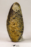 09150 - Great Collection of 3 Fossilized Silicified Pine Cones Equicalastrobus Eocene - Sahara Desert