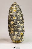 09150 - Great Collection of 3 Fossilized Silicified Pine Cones Equicalastrobus Eocene - Sahara Desert