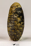 09150 - Great Collection of 3 Fossilized Silicified Pine Cones Equicalastrobus Eocene - Sahara Desert