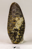 09150 - Great Collection of 3 Fossilized Silicified Pine Cones Equicalastrobus Eocene - Sahara Desert