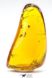 09151 - Top Quality 1.19 Inch Baltic Amber With An Inclusion Of Fossil Insects (Diptera- Dolichopodidae Fly)