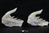 06407 - Great Collection of 3 Weltonia ancistrodon Shark Teeth Paleocene
