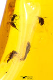 09151 - Top Quality 1.19 Inch Baltic Amber With An Inclusion Of Fossil Insects (Diptera- Dolichopodidae Fly)