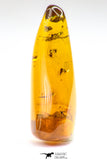 09151 - Top Quality 1.19 Inch Baltic Amber With An Inclusion Of Fossil Insects (Diptera- Dolichopodidae Fly)