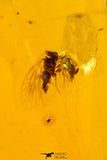 09151 - Top Quality 1.19 Inch Baltic Amber With An Inclusion Of Fossil Insects (Diptera- Dolichopodidae Fly)