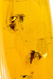 09151 - Top Quality 1.19 Inch Baltic Amber With An Inclusion Of Fossil Insects (Diptera- Dolichopodidae Fly)