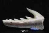 06407 - Great Collection of 3 Weltonia ancistrodon Shark Teeth Paleocene