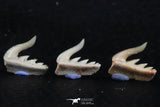 06408 - Great Collection of 5 Weltonia ancistrodon Shark Teeth Paleocene