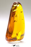 09151 - Top Quality 1.19 Inch Baltic Amber With An Inclusion Of Fossil Insects (Diptera- Dolichopodidae Fly)