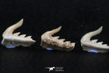 06408 - Great Collection of 5 Weltonia ancistrodon Shark Teeth Paleocene