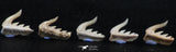 06408 - Great Collection of 5 Weltonia ancistrodon Shark Teeth Paleocene