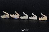 06408 - Great Collection of 5 Weltonia ancistrodon Shark Teeth Paleocene