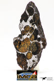 09152 - Sericho Pallasite Meteorite Polished Section Fell in Kenya 24 g