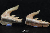 06409 - Great Collection of 3 Weltonia ancistrodon Shark Teeth Paleocene