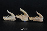 06409 - Great Collection of 3 Weltonia ancistrodon Shark Teeth Paleocene
